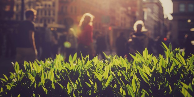 Close-up of blades of grass, the city and people walking in the background. The sun is shining with a warm glow, photo.