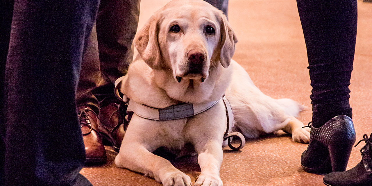 A guide dog. Photo