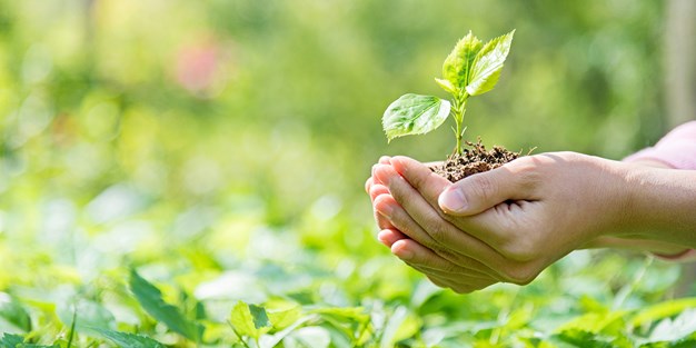 En person som håller i en planta. Foto