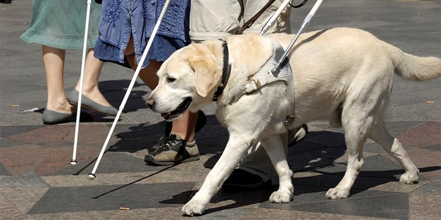 A guide dog . Photography