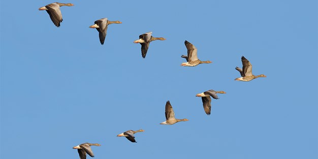 Fåglar som flyger på himlen. Foto