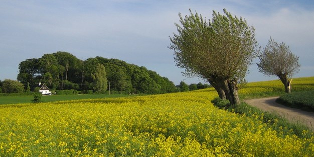 Rapsfält i Skåne. Foto